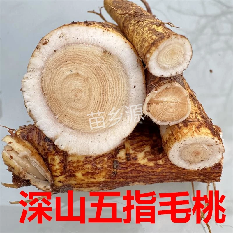 广西深山采挖五指毛桃五爪龙五指牛奶根煲汤煮水切断干货500g包邮