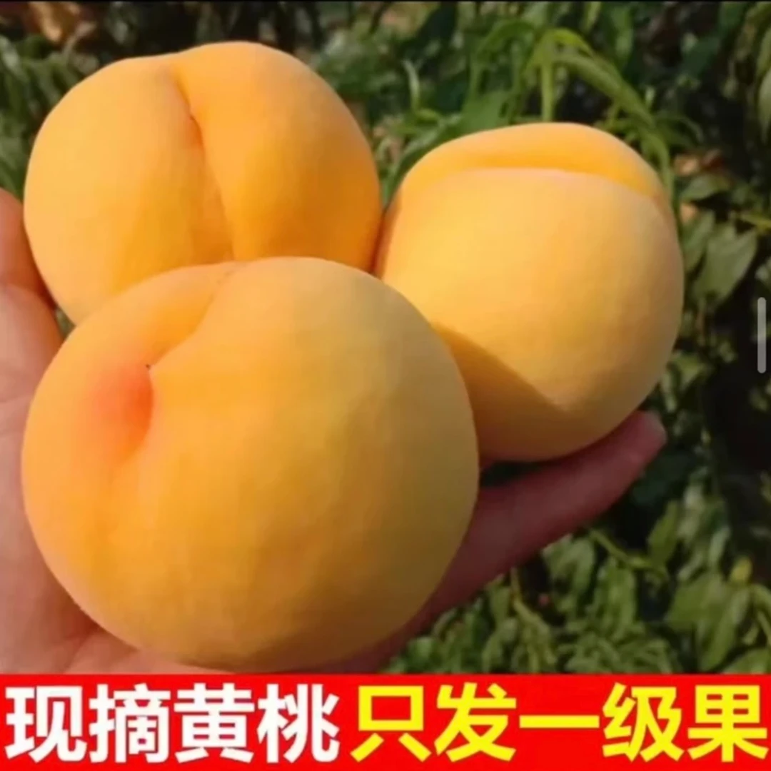 精品果王5斤包邮现摘现发，这个夏天很奈斯