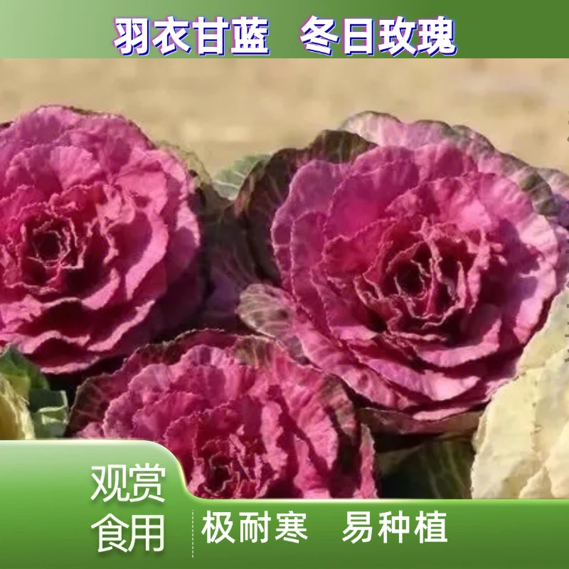 【羽衣甘蓝三头】冬日玫瑰 叶牡丹耐寒耐晒阳台庭院盆栽多颜色好养