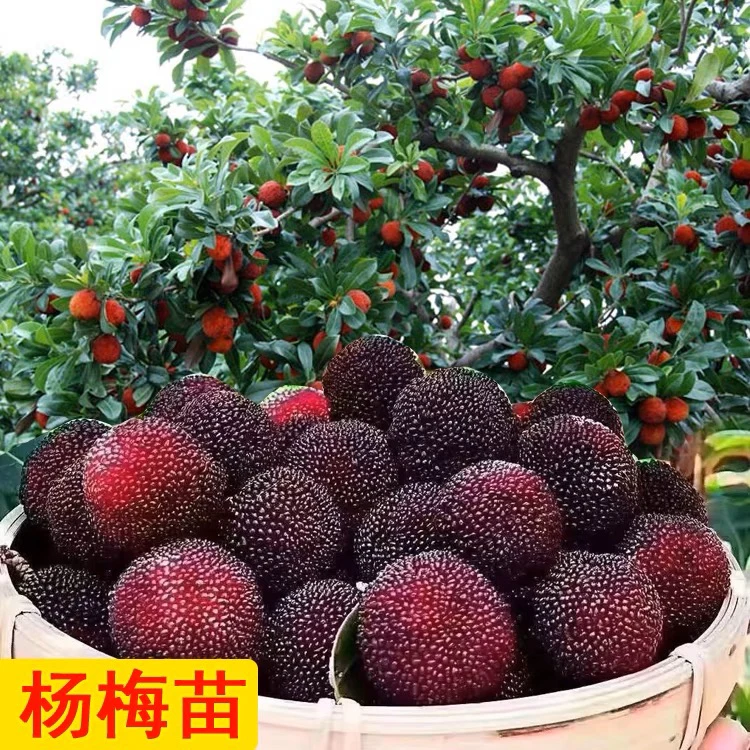 东魁杨梅黑炭杨梅苗水晶白杨梅早熟杨梅带土带叶子盆栽果树庭院果