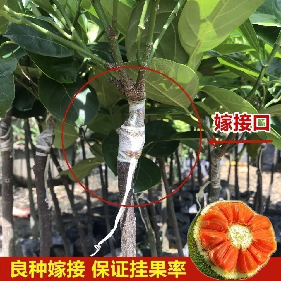 菠萝蜜苗12号红肉菠萝蜜8号菠萝蜜1号菠萝蜜苗带土带叶子庭院盆栽