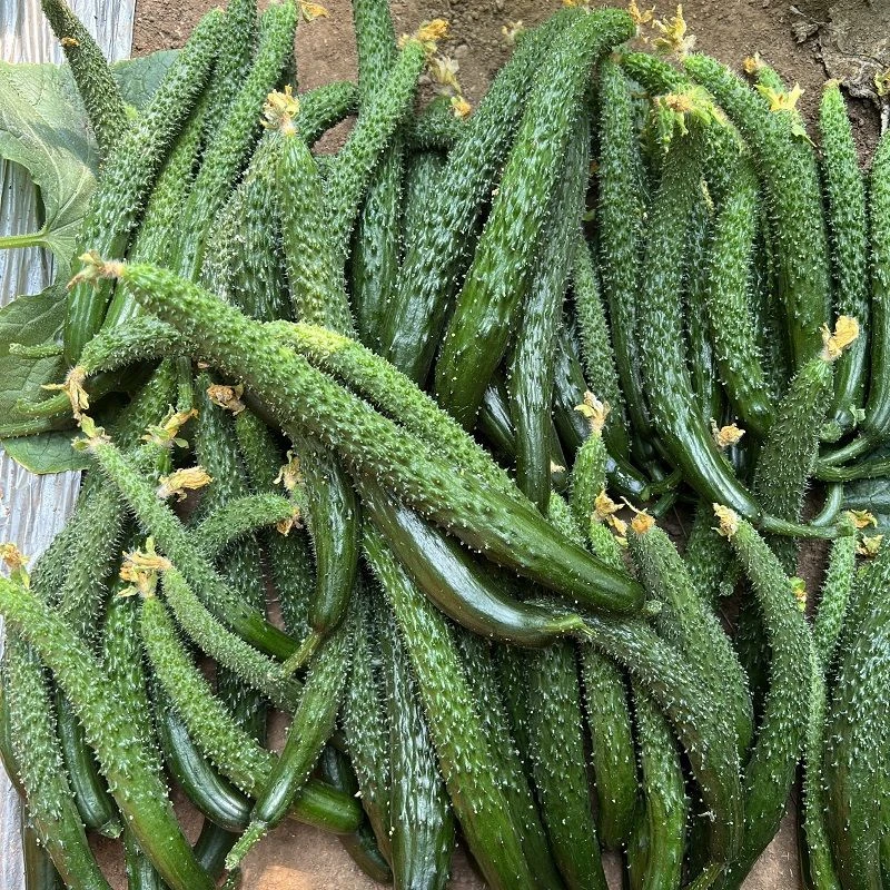 【福利】黑龙江水黄瓜扭现摘现发【腌菜专用】小黄瓜3斤装