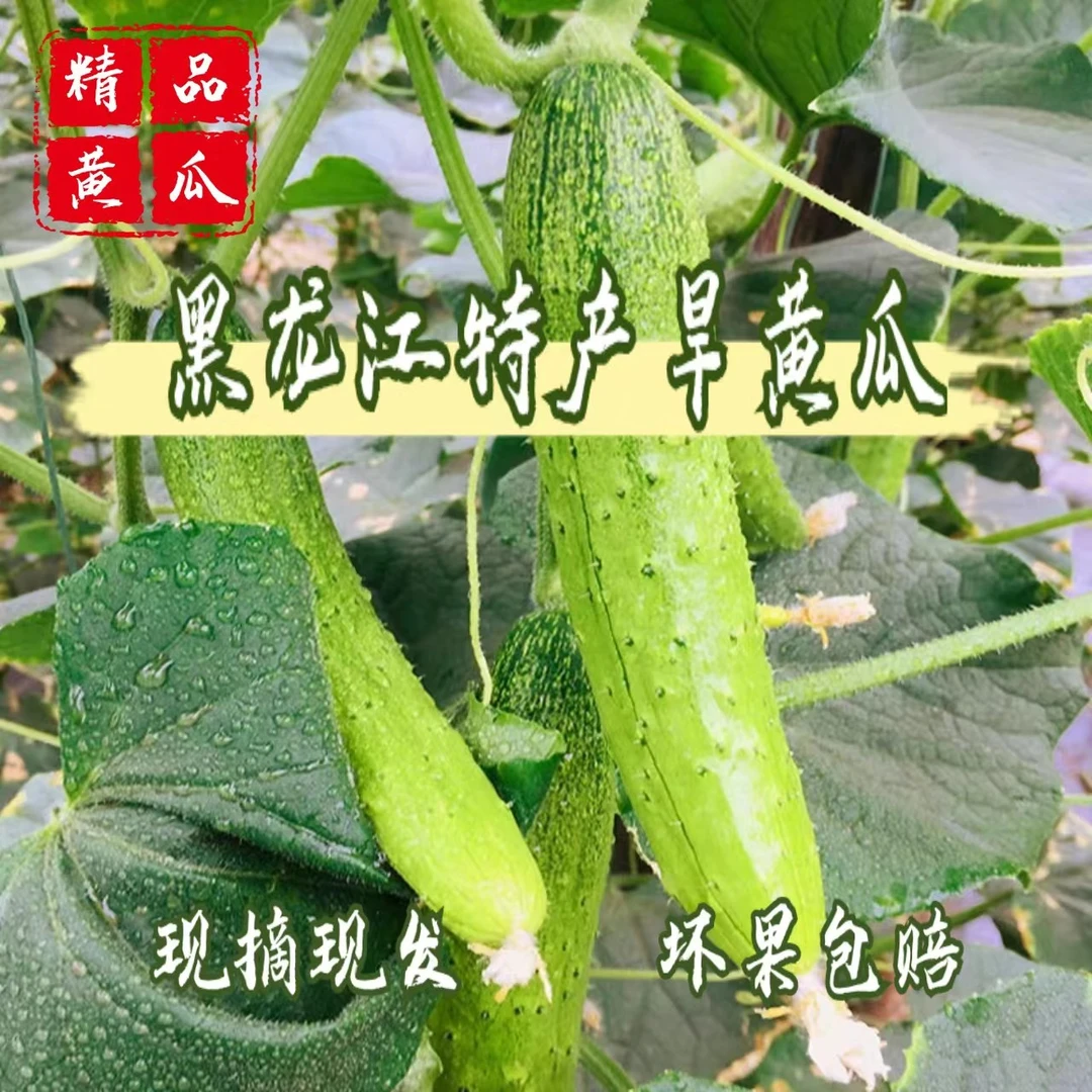 东北新鲜旱黄瓜现摘现发应季黄瓜味足脆嫩爽口凉拌多汁蘸酱菜2斤