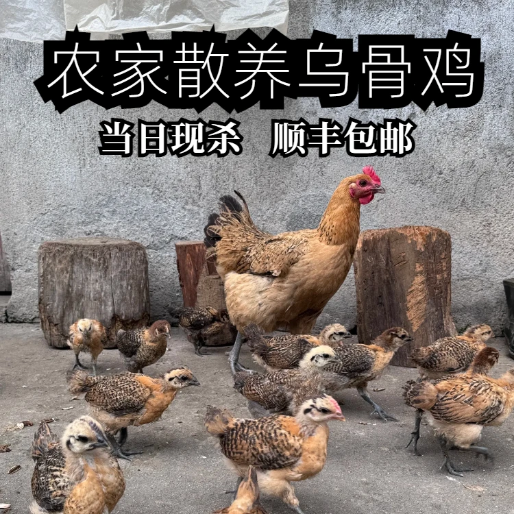林间放养散养土鸡乌骨鸡肉质紧实五谷杂粮喂养现杀现发鸡胸肉