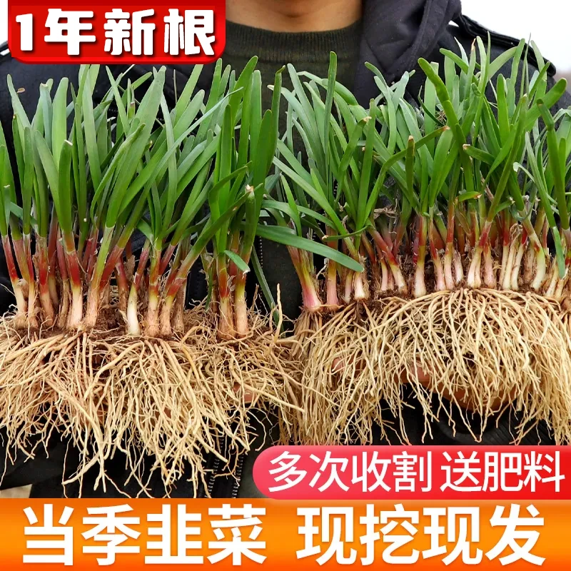 蔬菜苗 韭菜根 韭菜秧子 独根红韭菜 耐寒 多年生 阳台种植