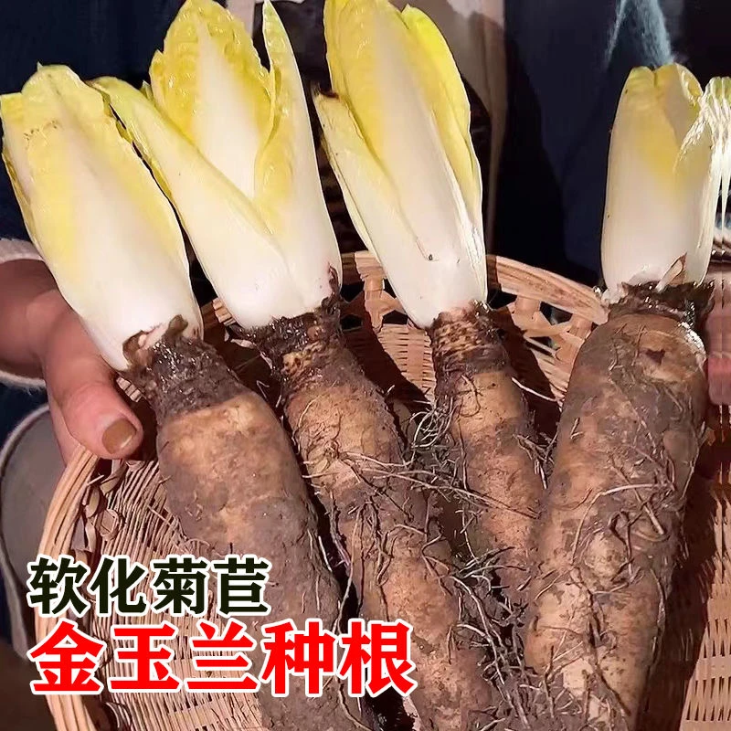 金玉兰菜根 软化芽球菊苣根 苗活苗种根种球大球土培水培遮光种植