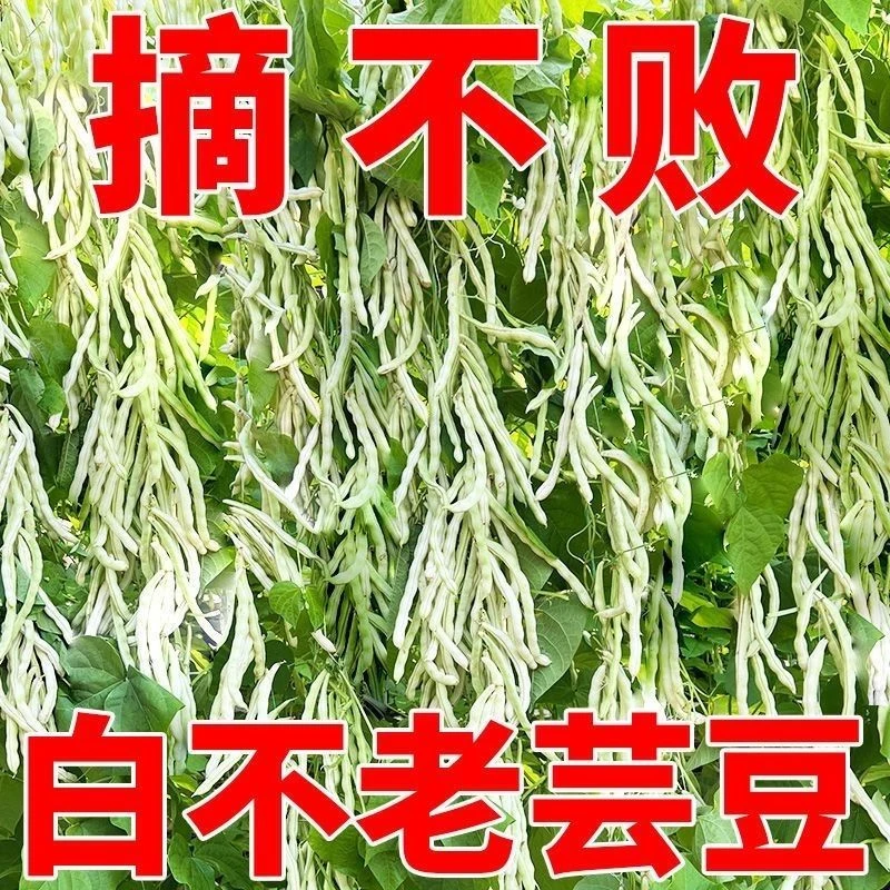 九粒种子优选豆角种籽四季豆架豆种高产丰收蔬菜种孑农家田园