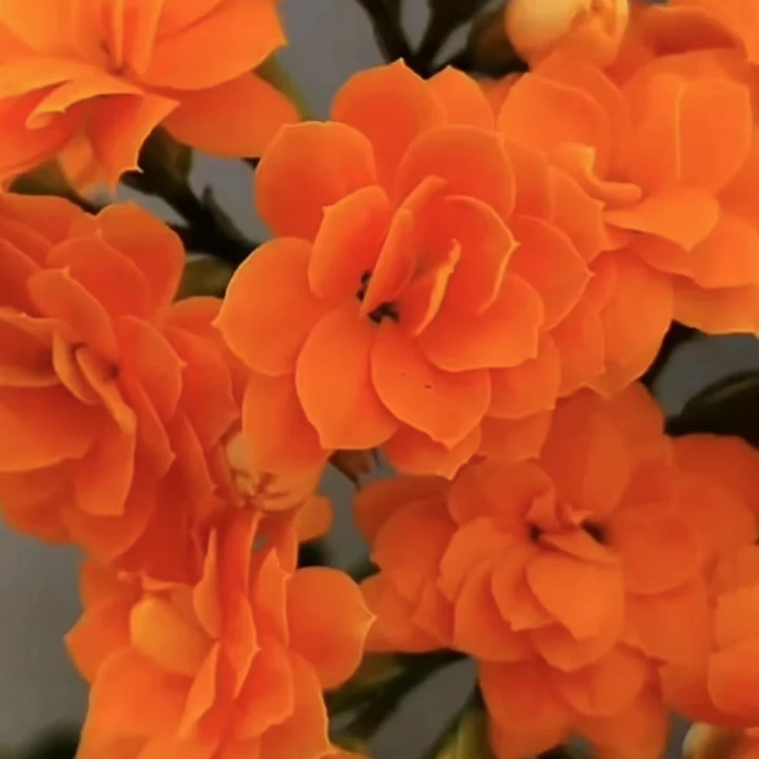 里约～精品长寿花盆栽重瓣带花苞客厅阳台室内养殖懒人花卉美观