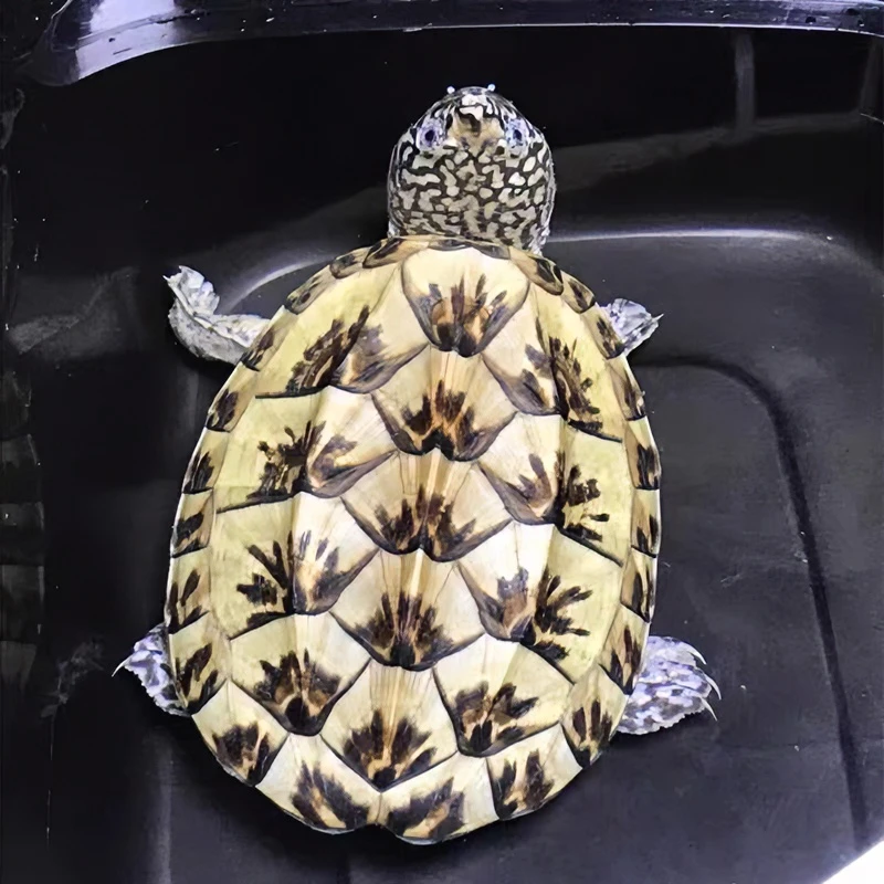 墨西哥蛋龟墨蛋巨蛋大型深水乌龟活物大宠物龟白苗观赏龟蠕虫头纹