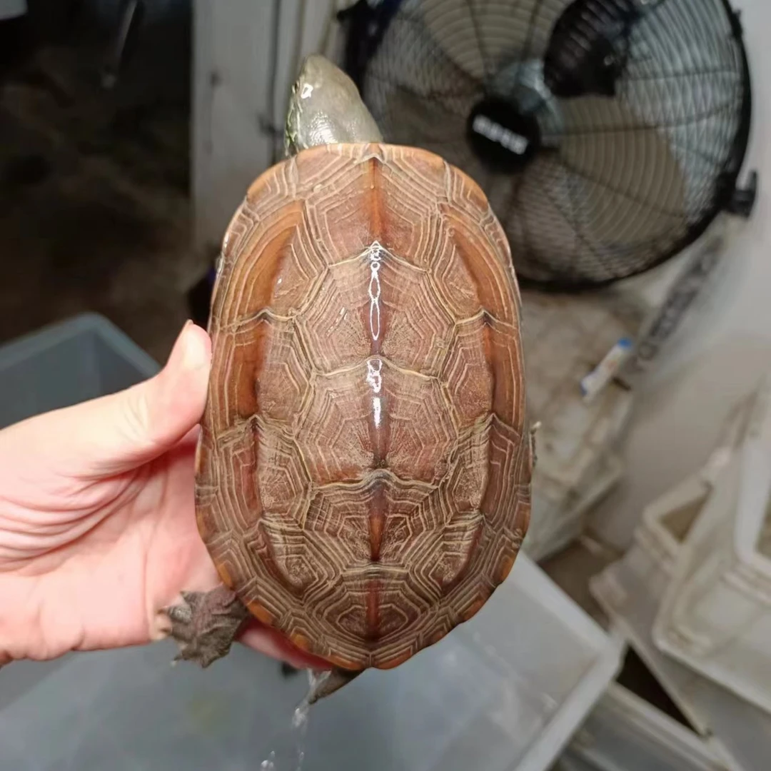 活物外塘大小乌龟中华草龟黑锦草龟巴西杂交龟直播挑选，私拍不发