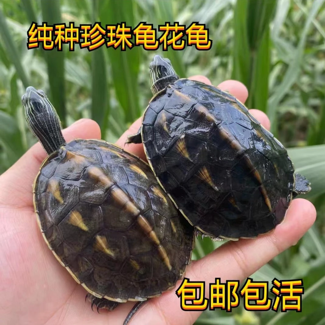 人工养殖冷水花龟乌龟观赏龟直播挑选，私拍不发