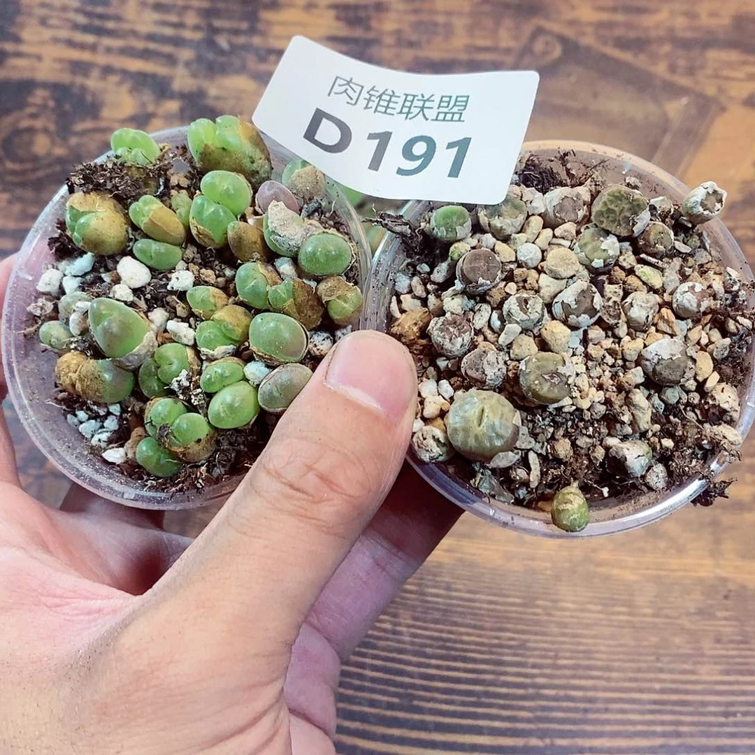 不****菜191号即将回归哥哥保护环境局