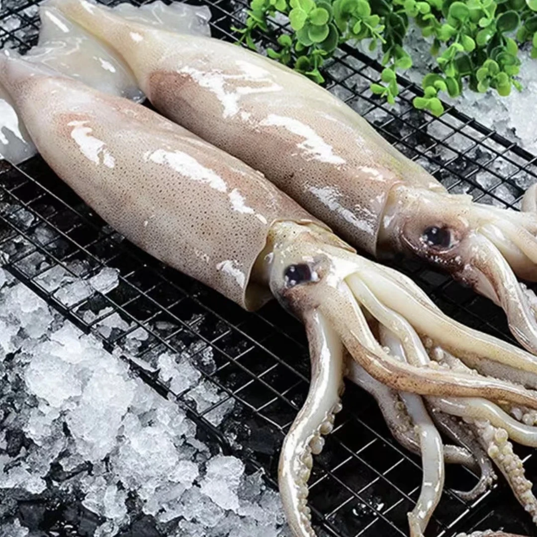 Z新鲜海捕速冻锁鲜鱿鱼1.3kg