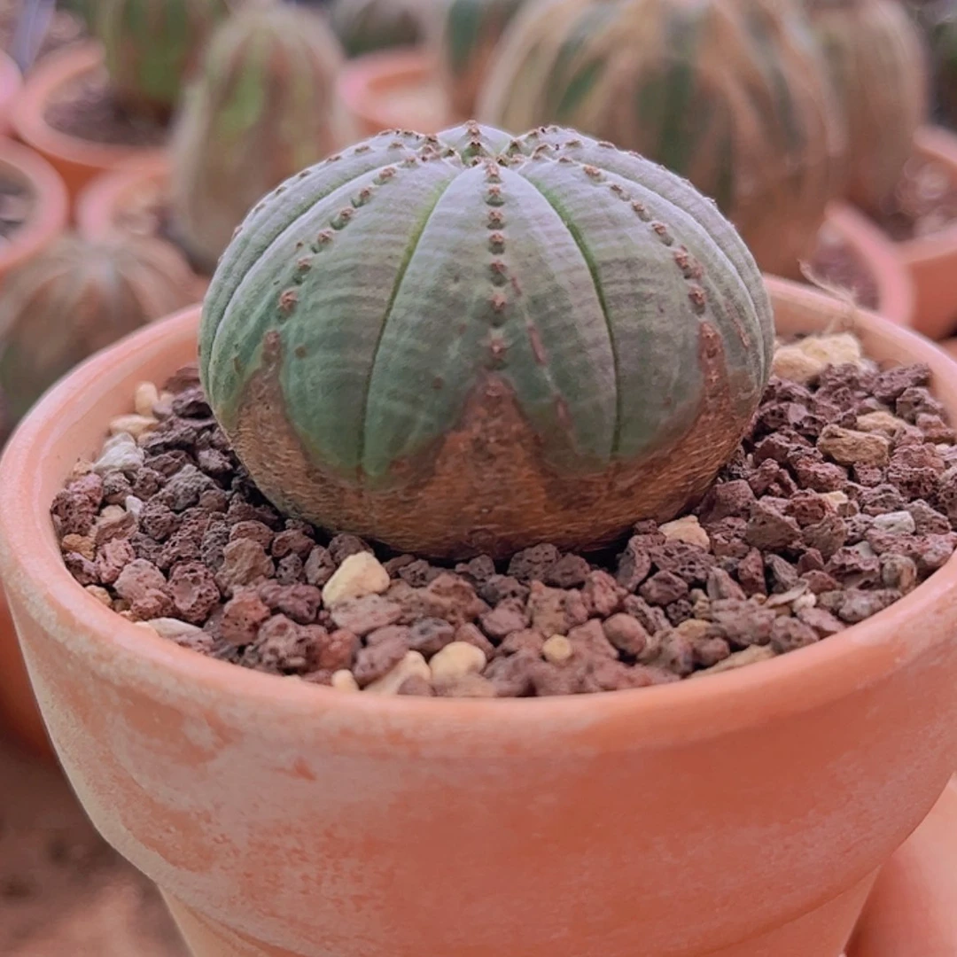 【闪购商品】布纹球