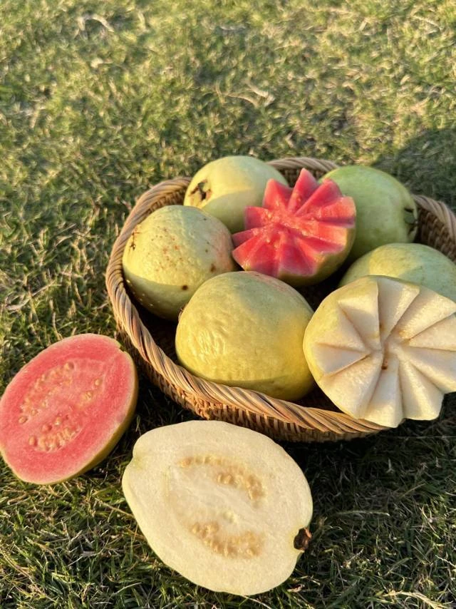 旗芭双拼芭乐红心芭乐$奶油芭乐2.6公斤毛重