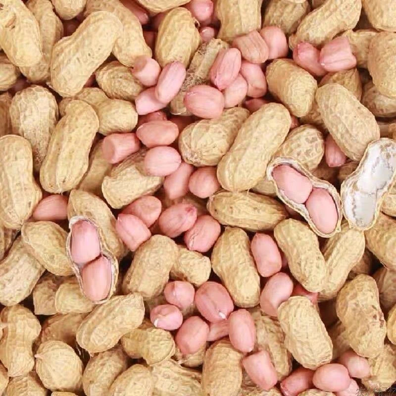 【中大颗粒花生】2024年新花生精品手工挑选两个果粉皮花生1斤3斤