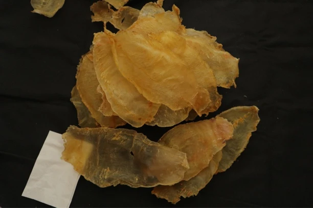 野生赤嘴13头 自然形体 吃实惠