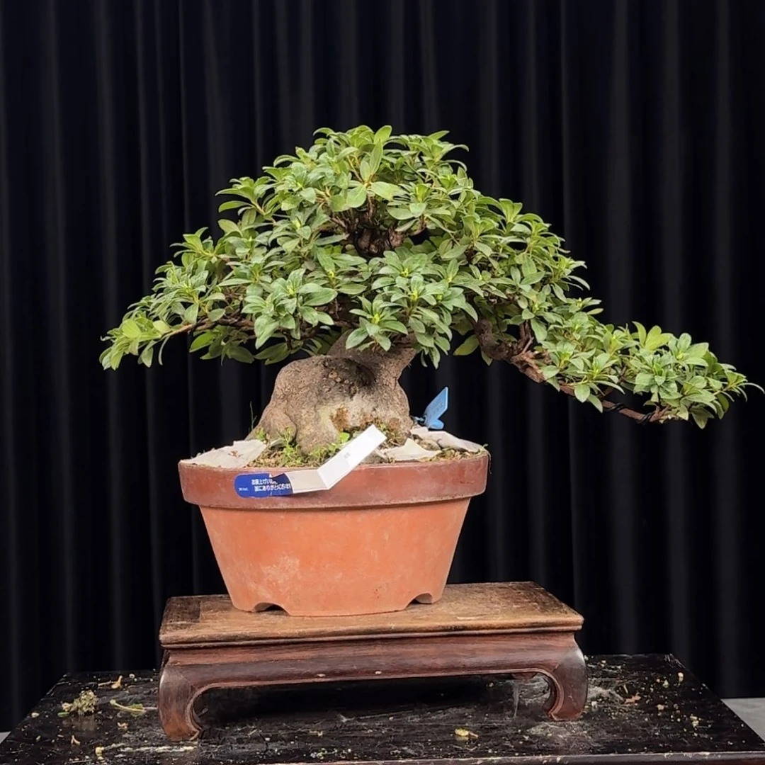 红陶20CM（含）-50CM（不含）?*K