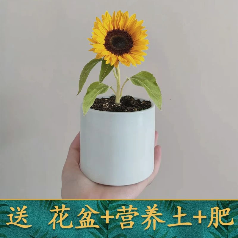 矮向日葵盆栽观赏迷你小花四季开花食用葵花籽室内外种植