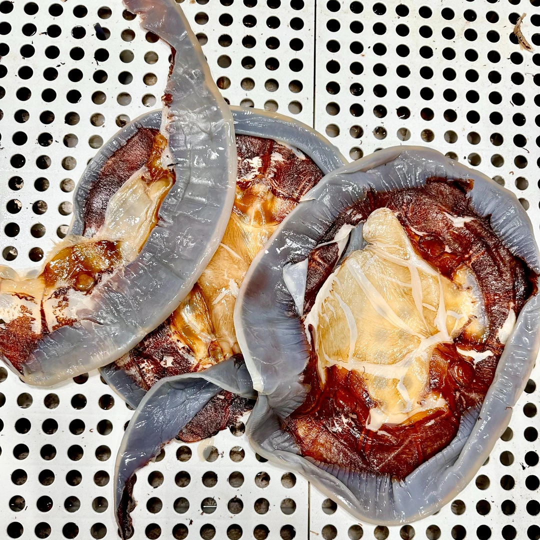海岐渤海海蜇皮干皮提干海蜇皮不好看当碎皮卖