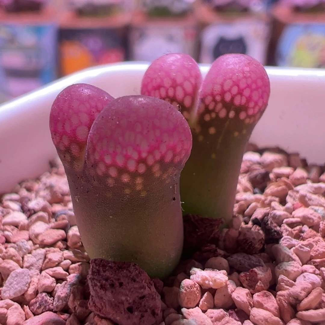 057，大红袍，肉锥植物