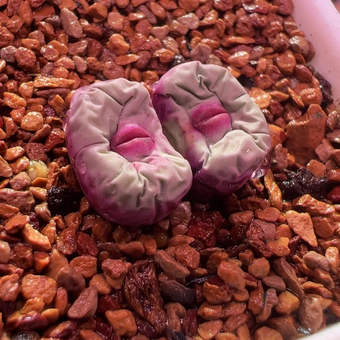53贝贝嘴，肉锥植物