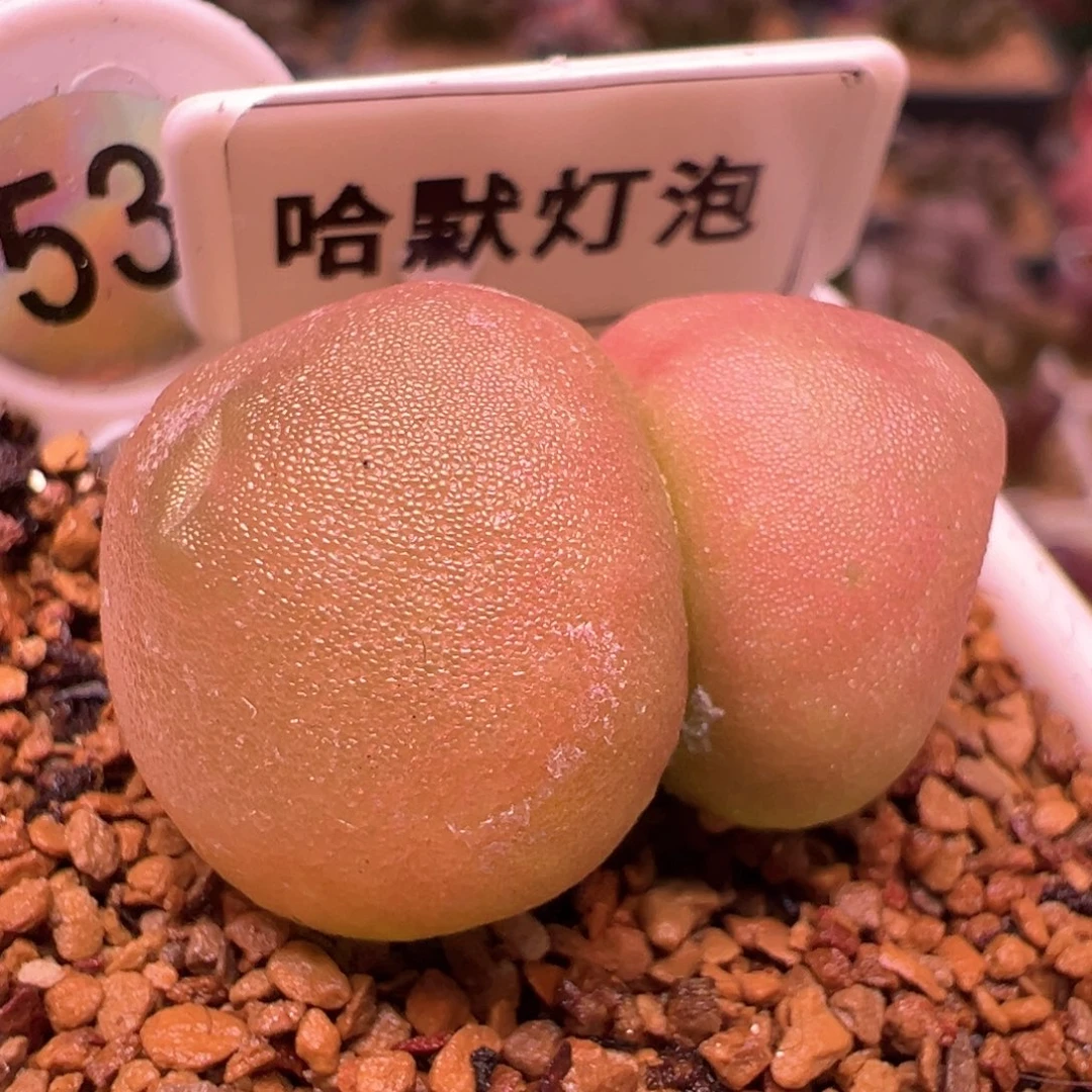 野****?53，哈默补差价，新宝福利