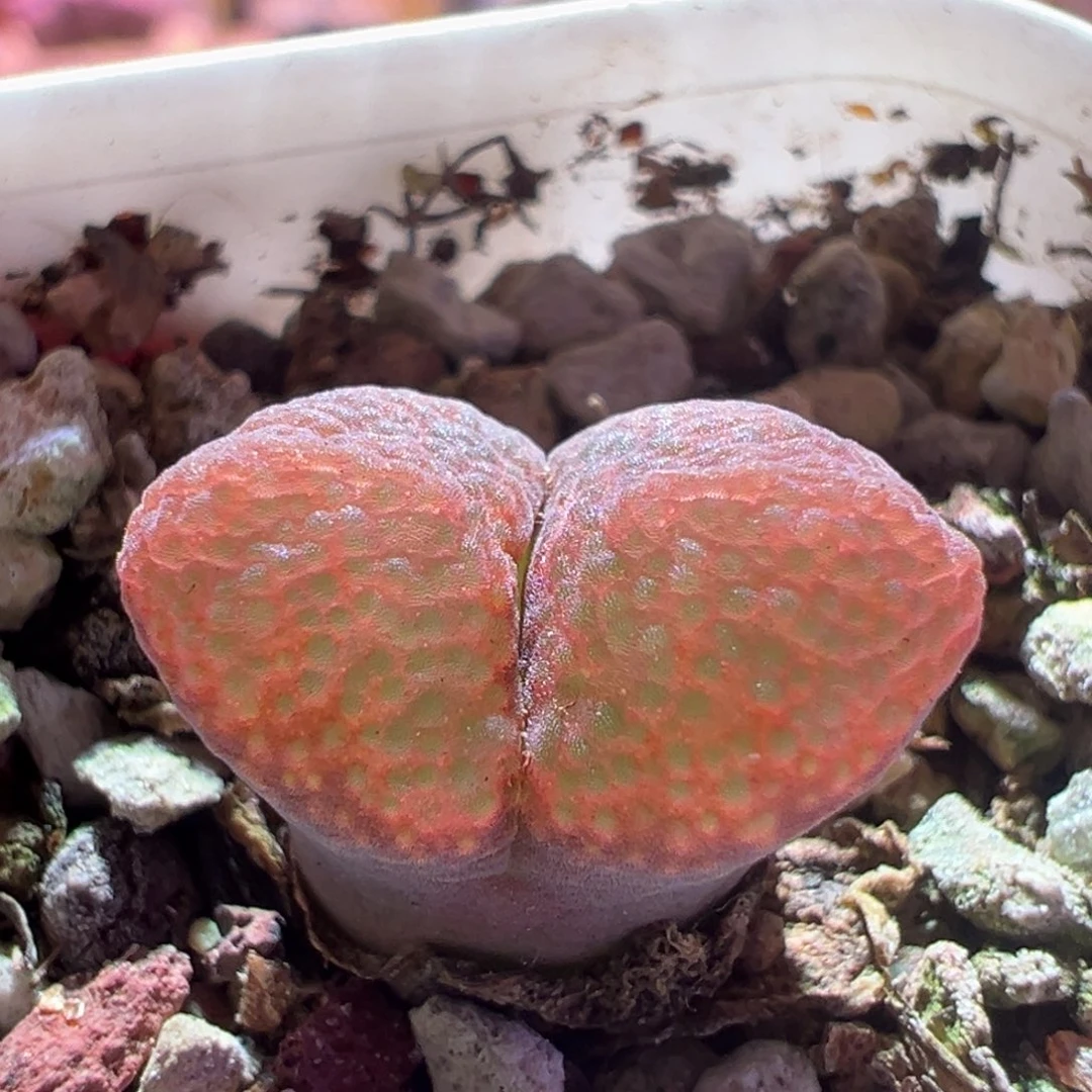 072，风铃混，肉锥植物