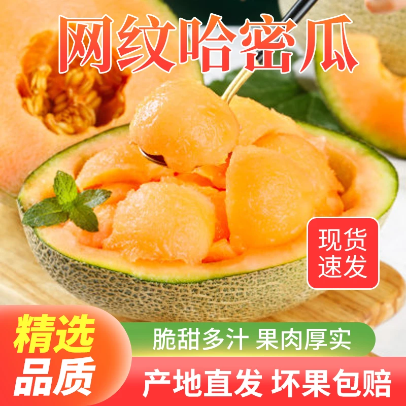 甘肃民勤老小伙自己种植的网纹哈密瓜4/7斤自然成熟新鲜甜蜜包赔
