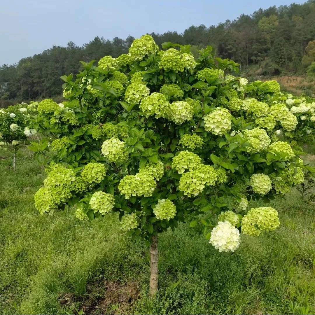 中华木绣球木本绣球绣球树绣球花大花斗球，耐热，耐寒一物一拍