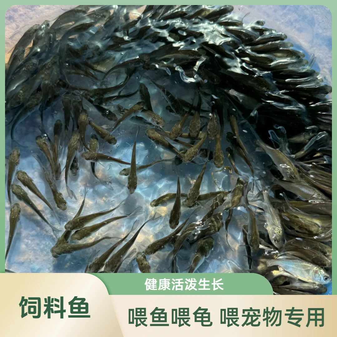 宠物观赏鱼 活体饲料鱼 运输包活包邮养鱼饲养