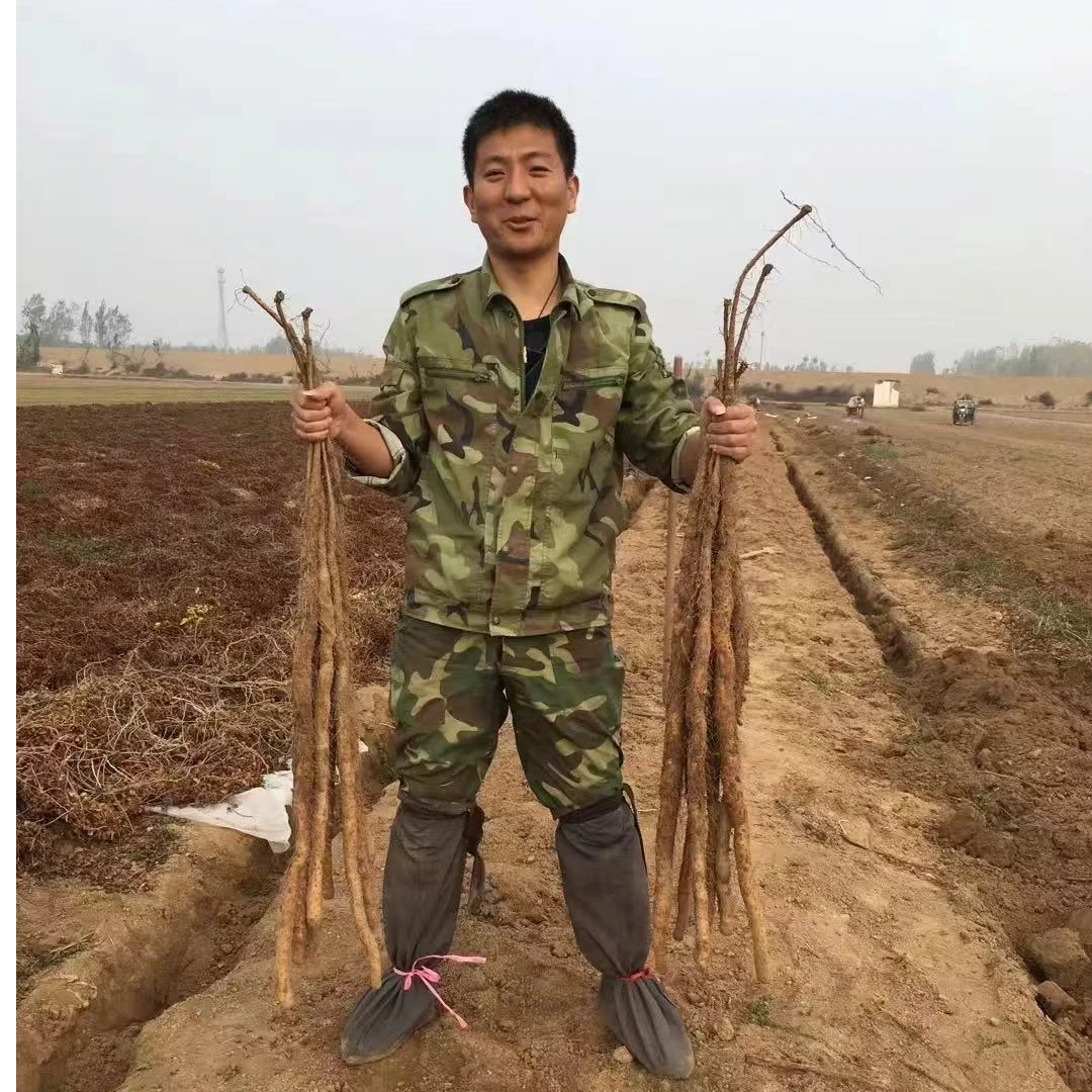 铁棍山药2024年新鲜出土温县农户种植原产地发货怀山药篓土地山药