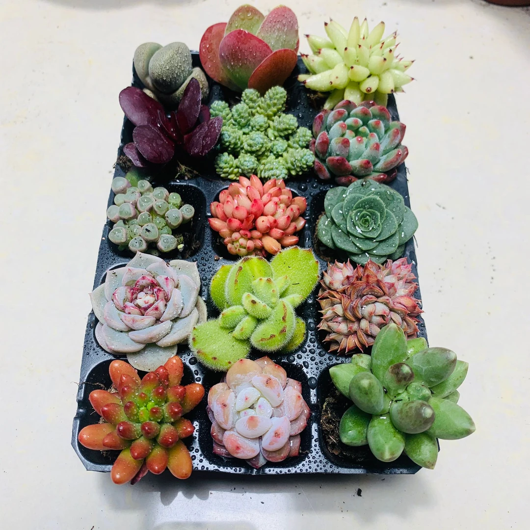 多肉植物组合盆栽 15颗穴盘苗 约3cm左右 如图固定品种  新手好养