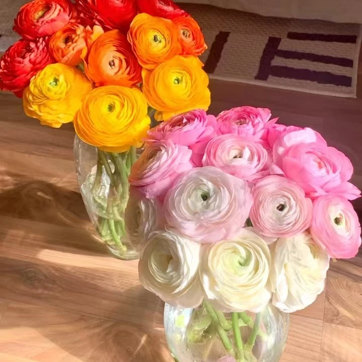 【混色洋牡丹】10枝 每束3个以上颜色