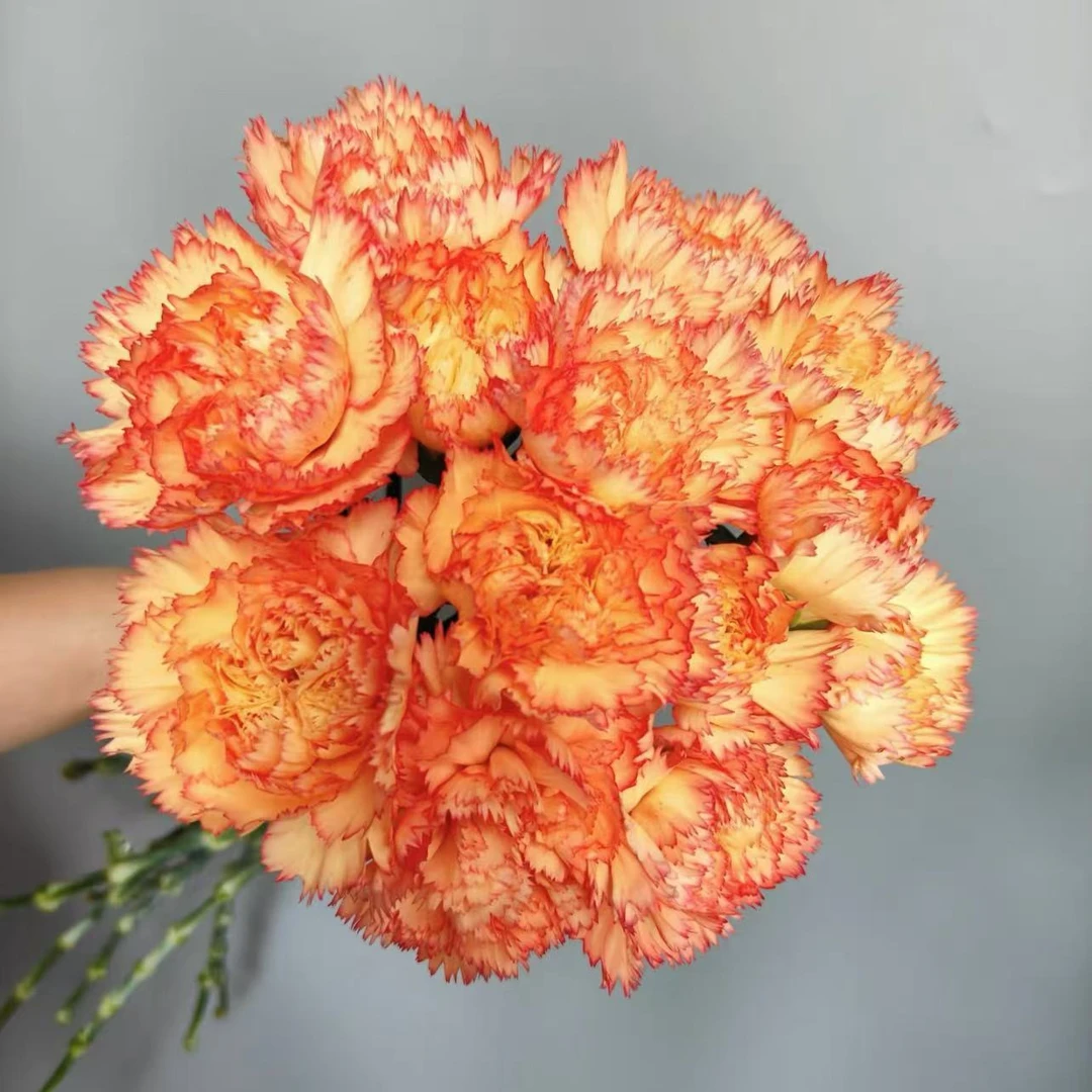 【狂欢 单头康乃馨】10枝昆明鲜花批发次日达顺丰包邮到家 冷丰鲜花基地直发