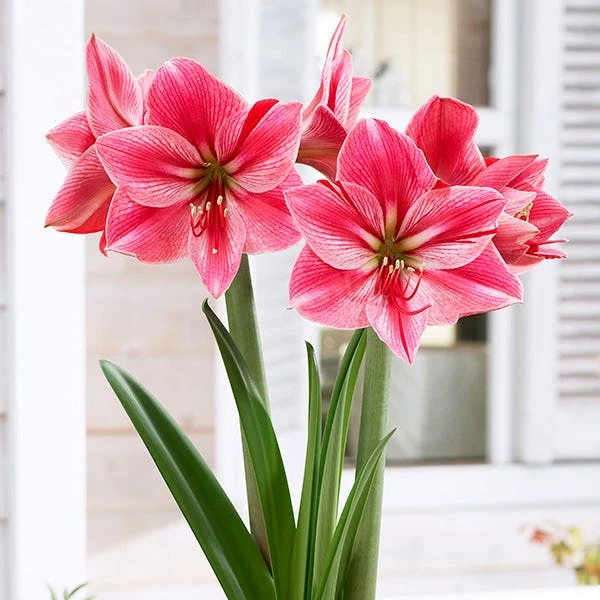 花瓶朱顶红荷兰进口朱顶红