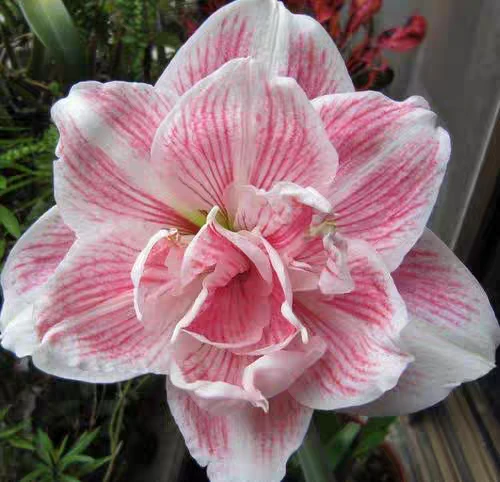 南非朱顶红种球初恋开花球现货