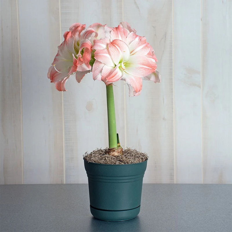 现货巨花黛丝进口重瓣栽培朱顶红种球多年生粉色开花球荷兰进口