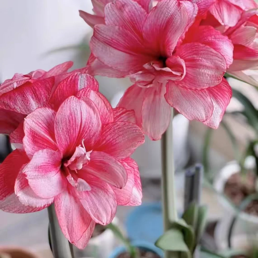 帝卡梦幻朱顶红秘鲁开花球