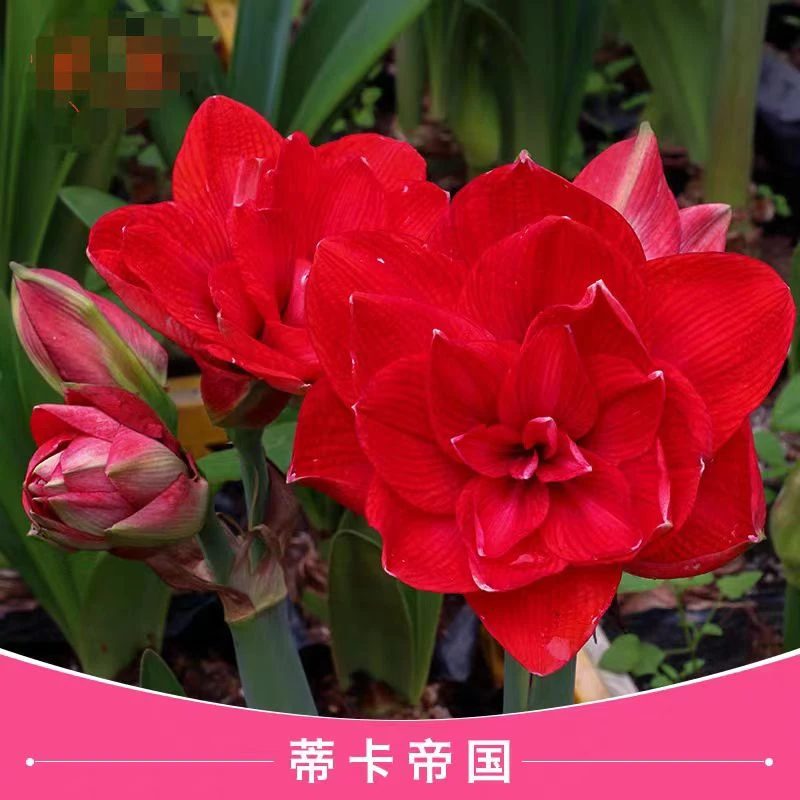 蒂卡蒂果国秘鲁进口重瓣朱顶红种球重瓣红色大花