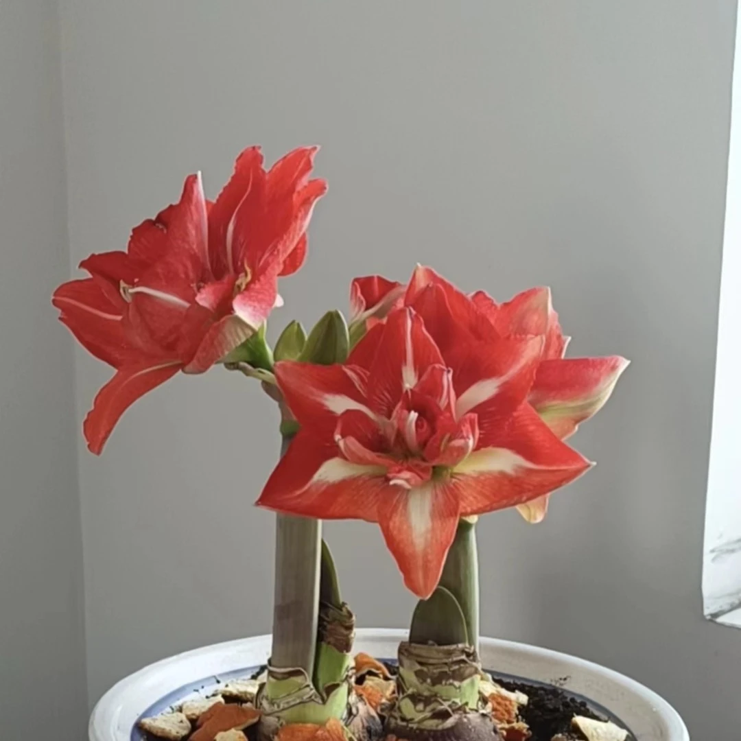 快乐仙女种球荷兰进口朱顶红当年开花绿植花卉盆栽春季四季栽培