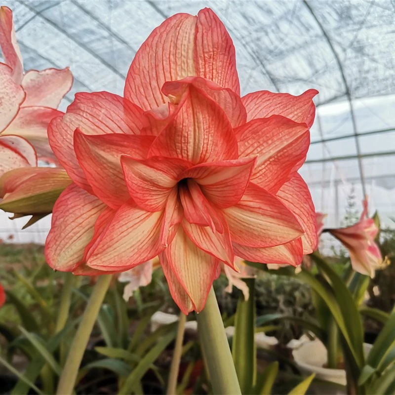 现货 僵尸 南非进口重瓣朱顶红种球