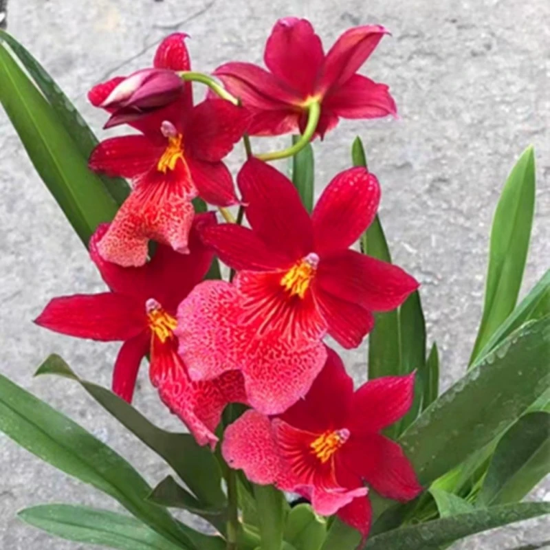 红花彗星  文心兰  室内 盆栽带盆发货夏季室内好养兰花植物花卉