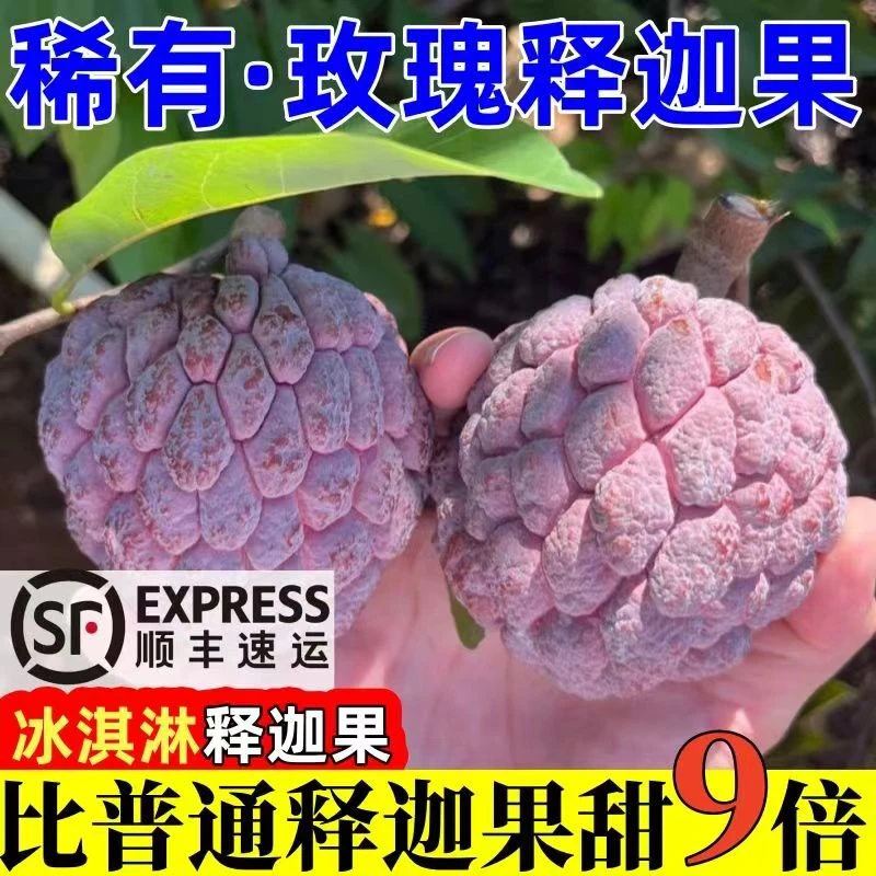 【顺丰】玫瑰释迦果新鲜采摘孕妇水果番荔枝摩尼牛奶释迦果3-5斤