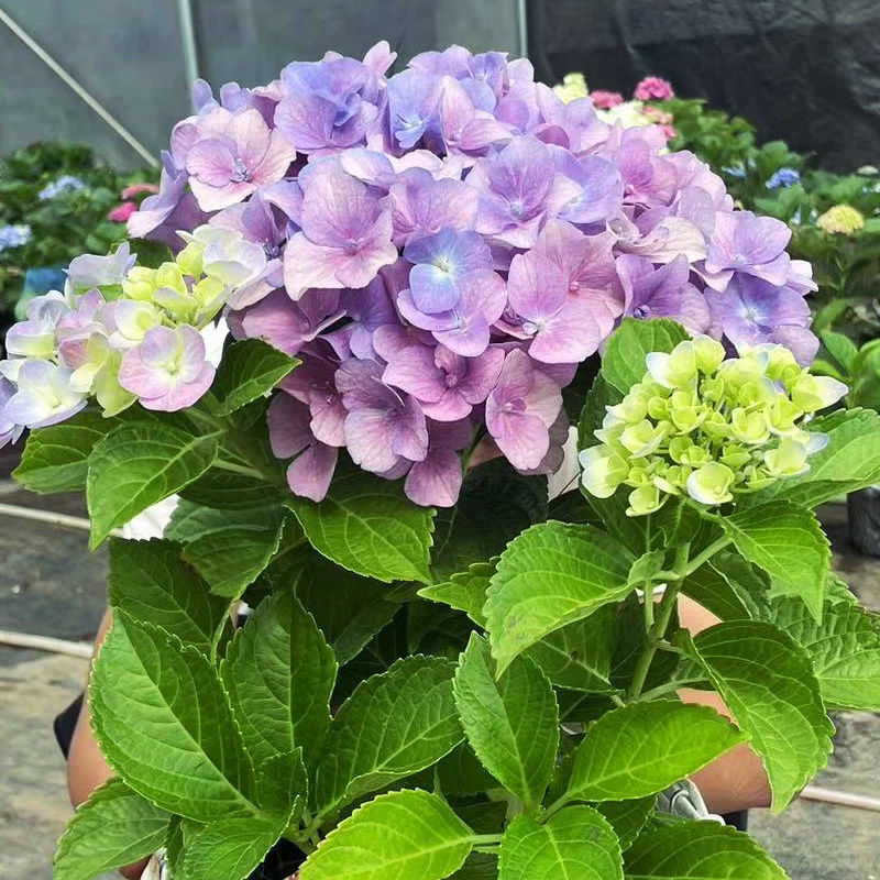 【天之蓝】绣球花土培夏季花量大扦插修剪运输冬季养护盆栽嫁接