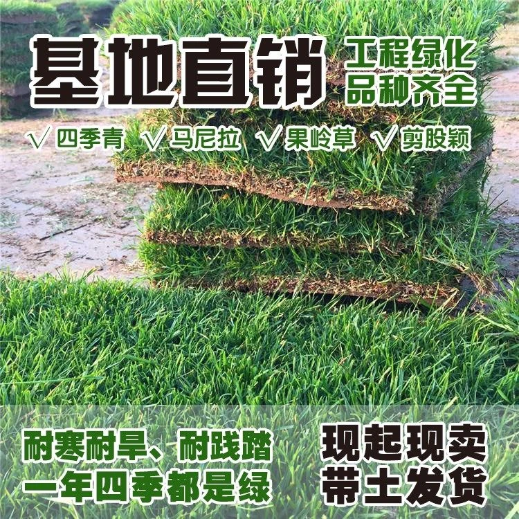 草皮马尼拉四季青果岭草草坪带土别墅庭院造景园林装饰四季常青