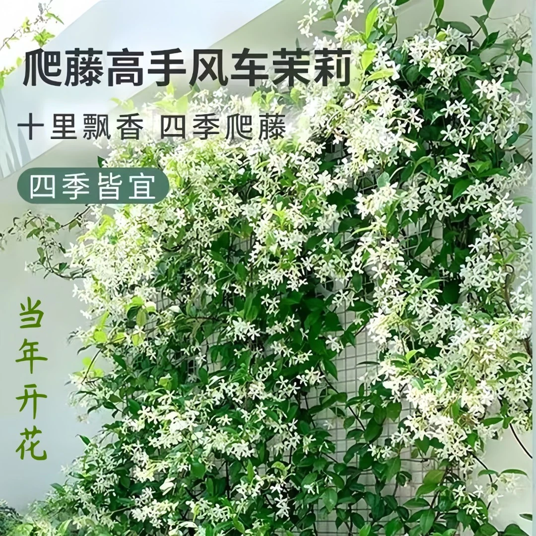 风车茉莉藤本爬藤花卉植物花墙庭院阳台盆栽银丝茉莉花苗好养活