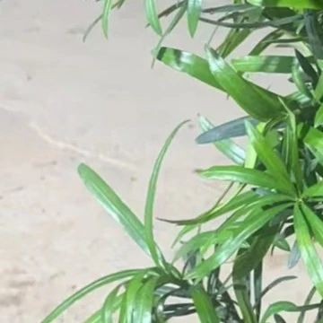 顺利绿植园 一物一拍 盆景绿植