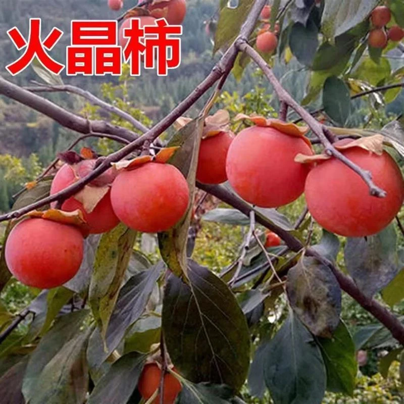 陕西临潼火晶柿子果树苗嫁接柿子树苗 火晶树苗 如火庭院当年结果