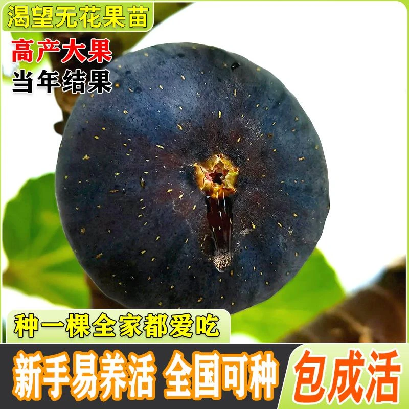 渴望无花果树苗紫色糖心无花果苗耐寒庭院南北方盆栽地栽当年结果